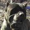 Bandog