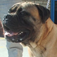 Bullmastiff