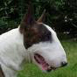 Bullterrier