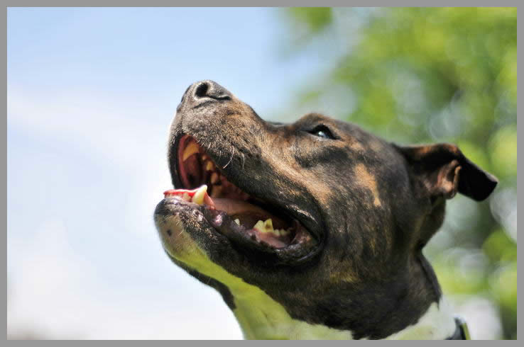 Wesenstest Kampfhund