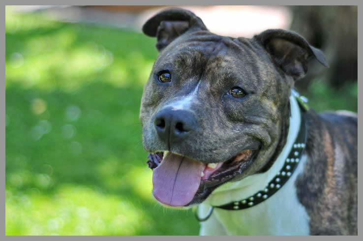 Horst Böttcher Hundesachverständiger