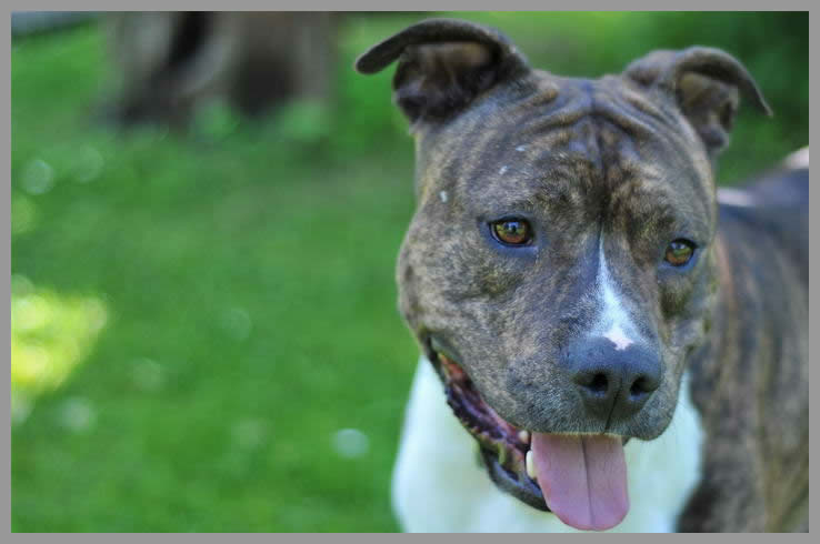Hundesachverständiger Listenhund