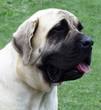 Mastiff