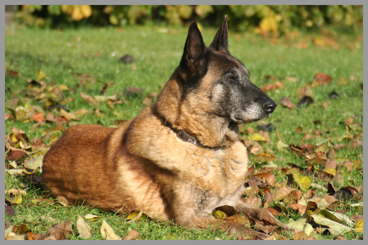 Wesenstest bei Hunden