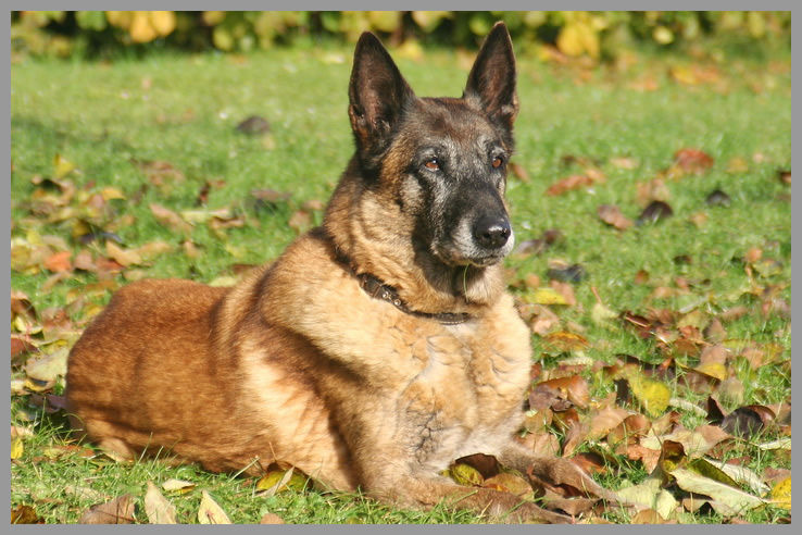 Negativzeugnis bei Hunden